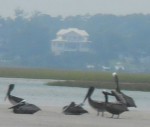pelicans2 pelicans2