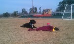 Ollie... chillaxing. :)