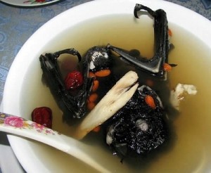 Fruit Bat Soup