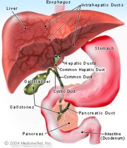 Picture of the Gallbladder in relation to other organs.