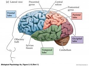 Brain_areas